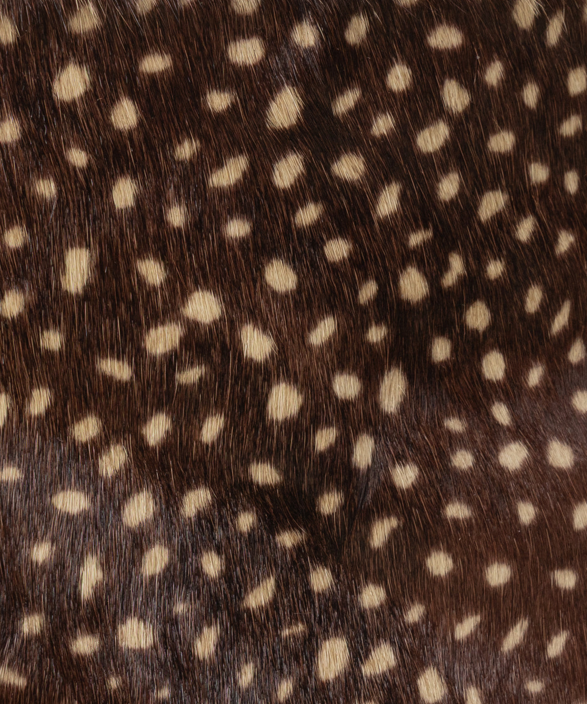 Brown Speckle Little Pony Bucket